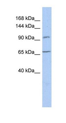 COG5 antibody