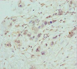 COG5 Antibody