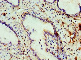 COG7 Antibody