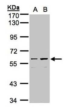 coiled-coil domain containing 102B antibody