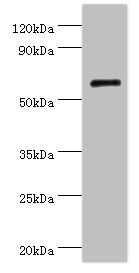 COL10A1 Antibody