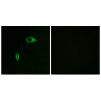 COL14A1 Antibody