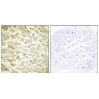 COL14A1 Antibody