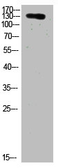 COL19A1 Antibody