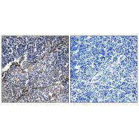 COL19A1 Antibody