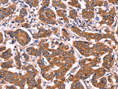 COL20A1 antibody