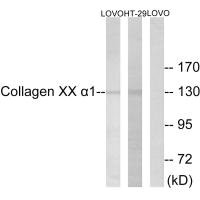 COL20A1 antibody