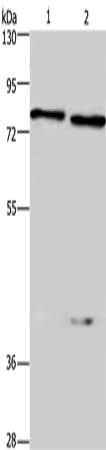 COL4A3BP antibody