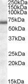 COL4A3BP (aa396-411) Antibody