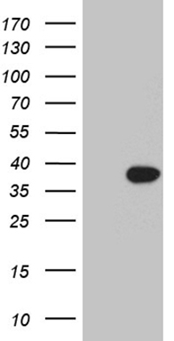 COL5A2 Antibody