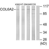 COL6A2 antibody