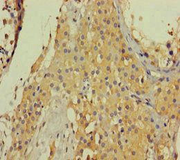 COL6A6 Antibody