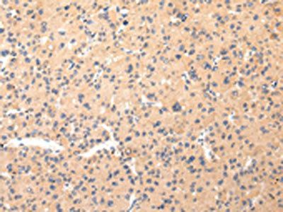 COL8A2 Antibody