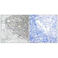 COL9A3 antibody