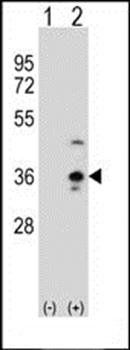 COLEC11 antibody