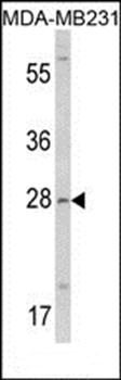 COLEC11 antibody