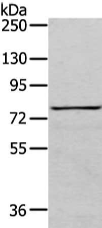 COLEC12 antibody