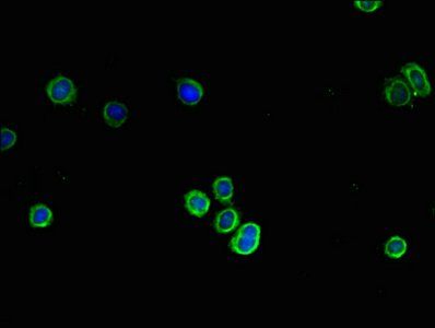 Collagen I antibody