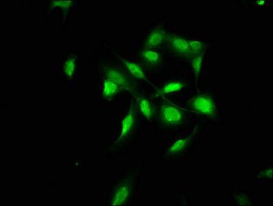 COL4A1 Antibody