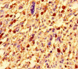 COL4A1 Antibody