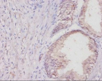 Col1a1 Antibody