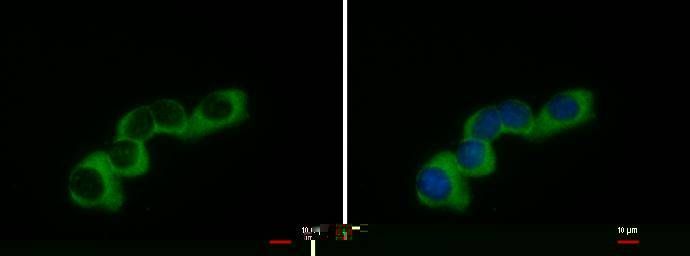 COL1A2 antibody [C2C3], C-term