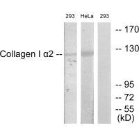 Collagen I antibody