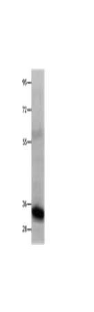 COL2A1 Antibody