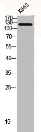 COL2A1 Antibody