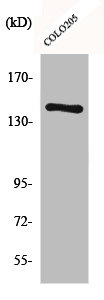 Collagen II antibody