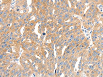 COL4A1 Antibody