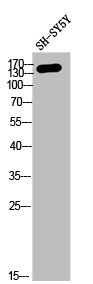 COL4A2 Antibody