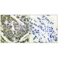 COL4A1 Antibody