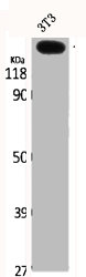 COL5A3 Antibody