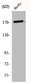 COL5A3 Antibody