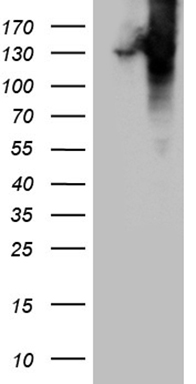 Collagen VI Antibody