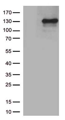 Collagen VI Antibody