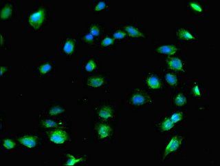 COL8A1 Antibody