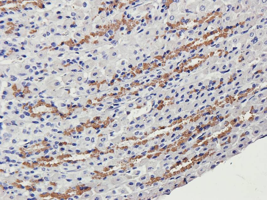 Collagen 4 alpha 1 antibody