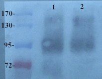 COL2A1 antibody