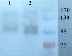 COL2A1 antibody