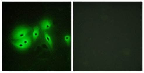 Collagen IX alpha3 antibody