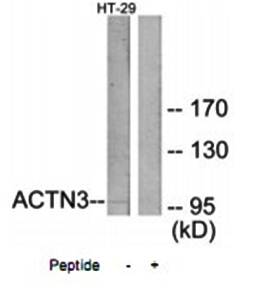 ACTN3 Antibody