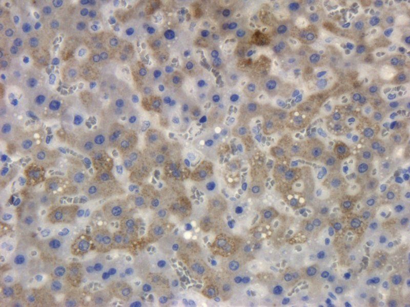 Collagen X antibody