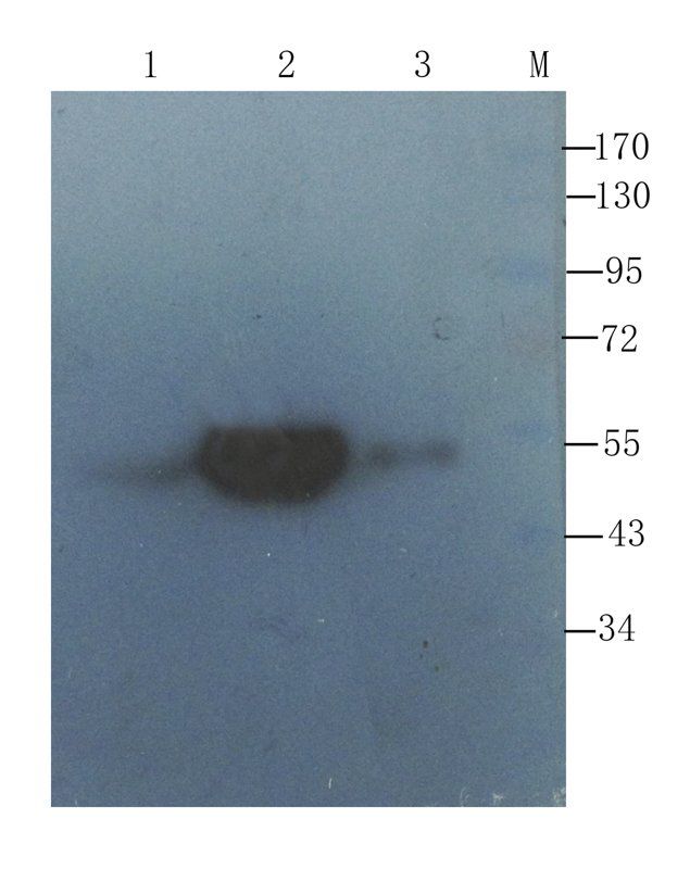 Collagen X antibody