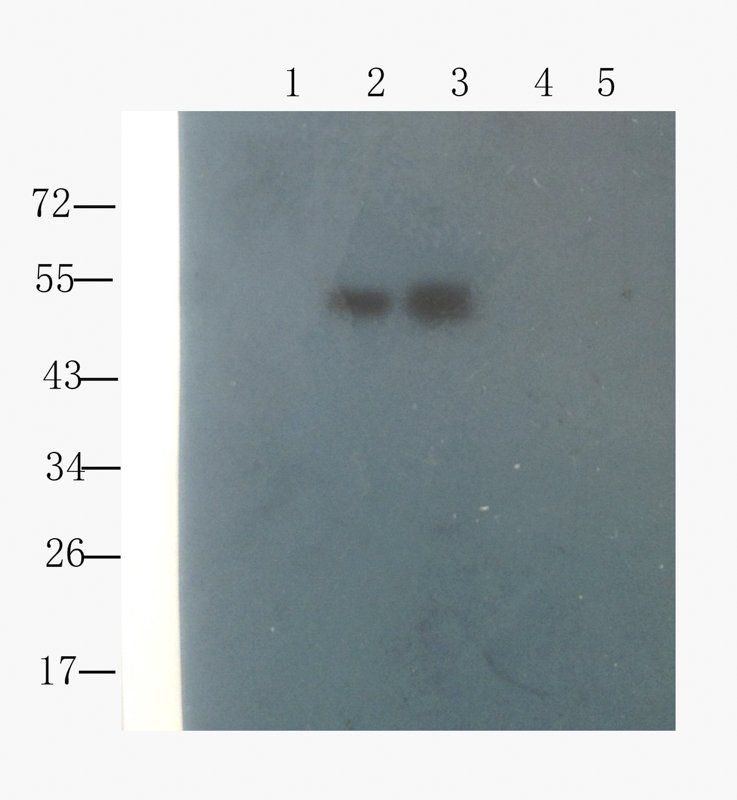 Collagen X antibody