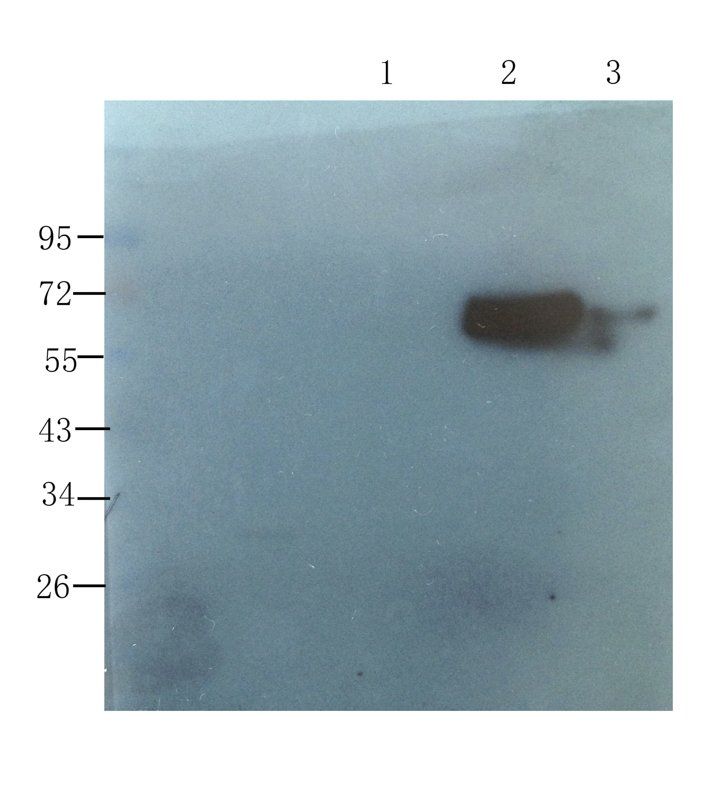 Collagen X antibody