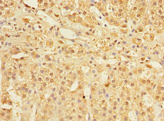 COMMD1 Antibody