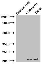 COMMD1 antibody