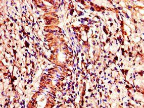 COMMD1 Antibody